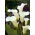 Zantedeschia, Calla Lily Albomaculata - củ / củ / rễ
