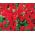 Nemesia Spicy Real Red mag - Nemesia strumosa - 1000 mag - Nemezis strumosa - magok