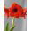 Amaryllissläktet - Red Lion - Hippeastrum