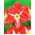 Hippeastrum Pasadena