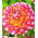 Dahlia Hawaii