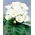 Gloxinia - Mont Blanc