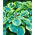 Hosta - Francess Williams