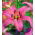 Lirios Asiático Rosa - Lilium Asiatic White