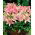 Lilium, Lily Pink Pixie
