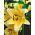 Lilium, Lilie Big Brother