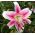 Giglio Anastasia - Lilium Anastasia