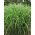 Miscanthus Zebrinus