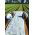Springfleece (agrotextile) - plantebeskyttelse til sunde afgrøder - 1,60 mx 5,00 m - 