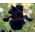 Iris germanica Black Night - bebawang / umbi / akar