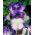 Iris germanica Împingeți buclă - bulb / tuber / rădăcină