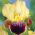Iris germanica Nibelungen - bulb / tuber / rădăcină