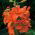 Lelie Aziatische Oranje - Lilium Asiatic White