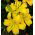 Lirios Asiático Amarillo - Lilium Asiatic White