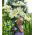 Lilje Pretty Women - Lilium Pretty Women