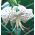 Lilium, Lily White Tiger