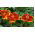 Tagetes patula - Afrikaan - Red Marietta - 350 zaden - Tagetes patula L.