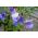 Ærteblomst - Lathyrus odoratus - Himmelsk duftende blå blomster til din have! - Friske frø