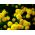 Matrem - Goldball - Chrysanthemum parthenium - Gyldne kugler af solskin - Friske frø