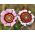 دانه های دانه ای رنگی Daisy Tricolor Rainbow - Chrysanthemum carinatum - 750 دانه