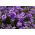 Julienne des Dames - Violet - Hesperis matronalis - Vivace gracieuse pour bordures parfumées - Graines fraîches
