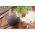 Schwarzer Rettich Round Black Samen - Raphanus sativus - 1000 Samen