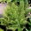 Athyrium - Ostrich Plume