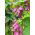 Rodochiton Purple Bell semințe - Rhodochiton atrosanguineus - 6 semințe