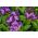 Marine Heliotrope seeds - Heliotropium arborescens - 200 seeds