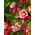 Columbine - Mc Kana's - Aquilegia x hybrida - Dazzling Multi-Toned Blooms with Bold Petals - Fresh Seeds