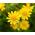 Dahlberg Daisy, Biji Golden Fleece - Thymophylla filifera - 1500 biji - Thymophylla  - benih