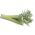 Semi di cardo - Cynara cardunculus - 25 semi - Cynara cardunuculus Bianco avorio