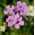Julienne des Dames - Violet - Hesperis matronalis - Vivace gracieuse pour bordures parfumées - Graines fraîches