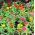 Zinnia - Dahlia-flowered - Mixed - Zinnia elegans - Bold Blooms, Stunning Floral Displays - Fresh Seeds