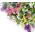 Statice sinuata - Miscuglio - Limonium sinuatum - Perfetta per bouquet secchi - Semi Freschi