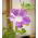 Prunkwinde Arlequin (gemischte) Samen - Ipomea purpurea - 35 Samen
