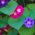 Semințe comune de glorie dimineața amestecate - Ipomea purpurea - Ipomoea purpurea