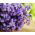 Statice - Lavender - Limonium sinuatum - Graceful Purple Flowers, Dried or Fresh - Fresh Seeds