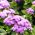 Agerantum, Floss Sjeme cvijeća - Ageratum houstonianum Mill. - 3750 sjemenki - sjemenke