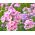 Éves Phlox, Drummond Phlox vegyes magjai - Phlox drummondii - 250 mag - magok