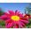 Hạt giống hỗn hợp được sơn của Daisy Robinson - Chrysanthemum coccineum - 200 hạt