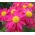 Hạt giống hỗn hợp được sơn của Daisy Robinson - Chrysanthemum coccineum - 200 hạt