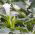 Indisk spikklubba - Datura metel - Slående vita blommor för doftande kvällar - Färska frön
