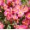Helianthemum - variada - Helianthemum nummularium Mutabile - Colores veraniegos para jardines de rocas - Semillas frescas