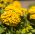 Zinnia - Dahlia-flowered - Mixed - Zinnia elegans - Bold Blooms, Stunning Floral Displays - Fresh Seeds
