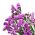 Sóvirág - Karmazsinvörös - Limonium sinuatum - Élénk rózsaszín virágok, nyári elegancia - Friss vetőmagok