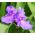 Semená Spiderwort - Tradescantia x andersoniana - 56 semien