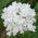 Biji Verbena putih - Verbena x hybrida - 120 biji