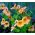 Nasturtium Alaska Salmon Orange seemned - Tropaeolum majus var. Nanum - 24 seemnet