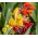 Indijska sjemenka šare - Canna indica - 5 sjemenki - sjemenke